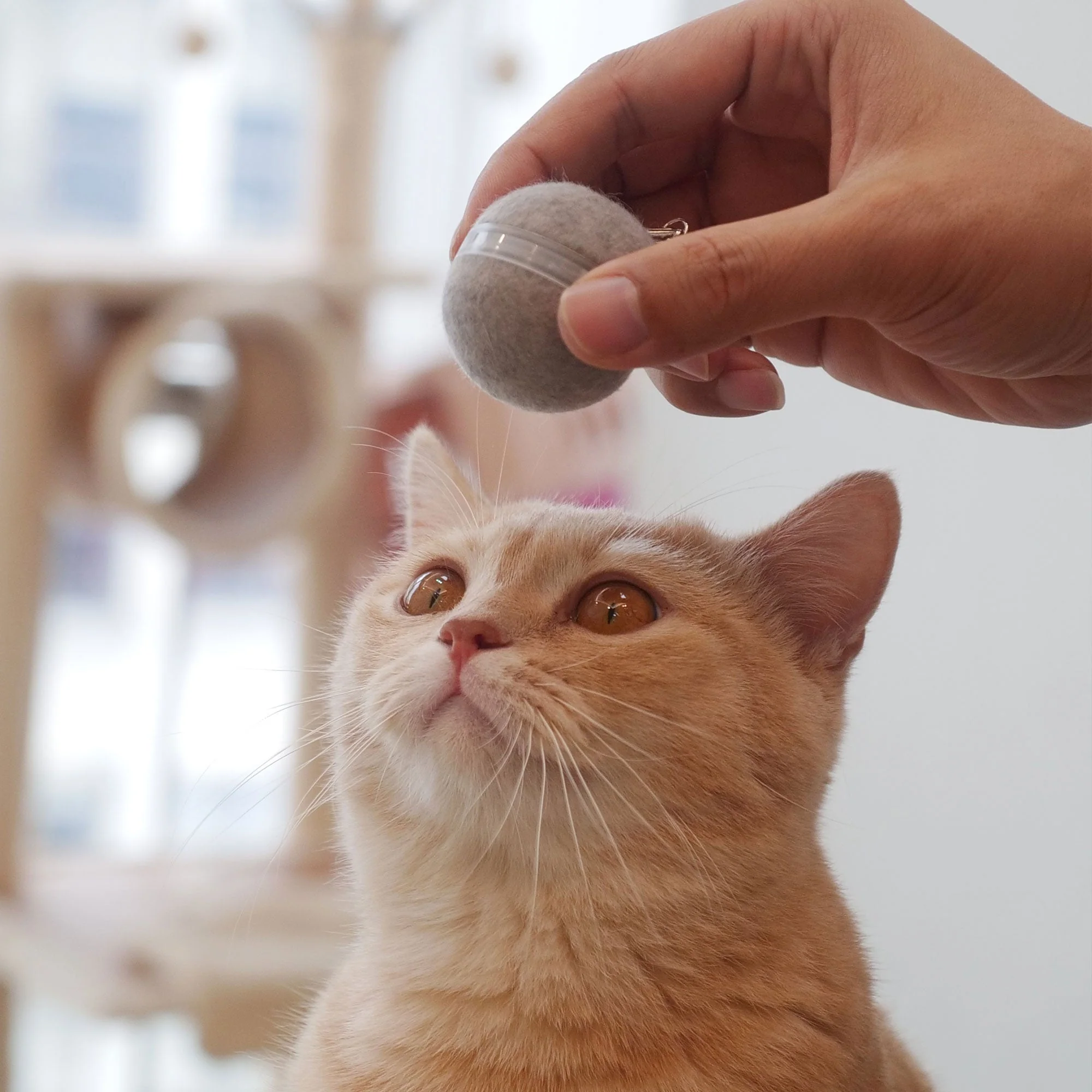 Cheerble Automatic Self Propelling 3 Speed Interactive Pet Cat Toy Ball, Green - Image 11