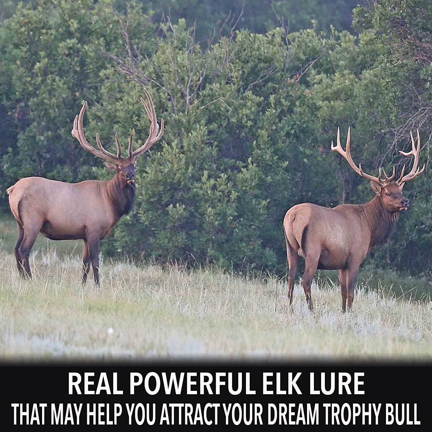 Elk Urine - Image 4