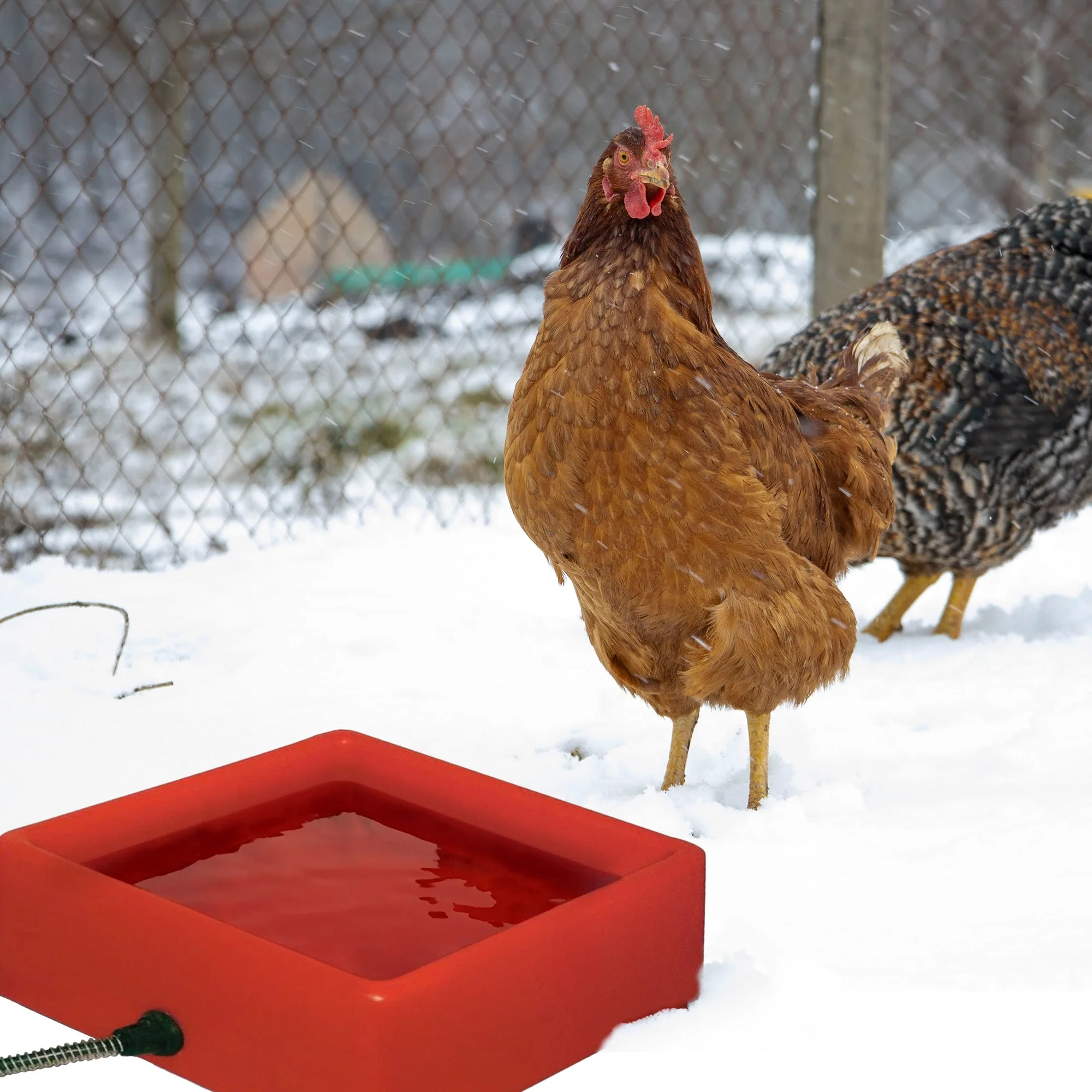Farm Innovators 1.25 Gallon 60W Electric Heated Pet Water Bowl, Red (4 Pack) - Image 2