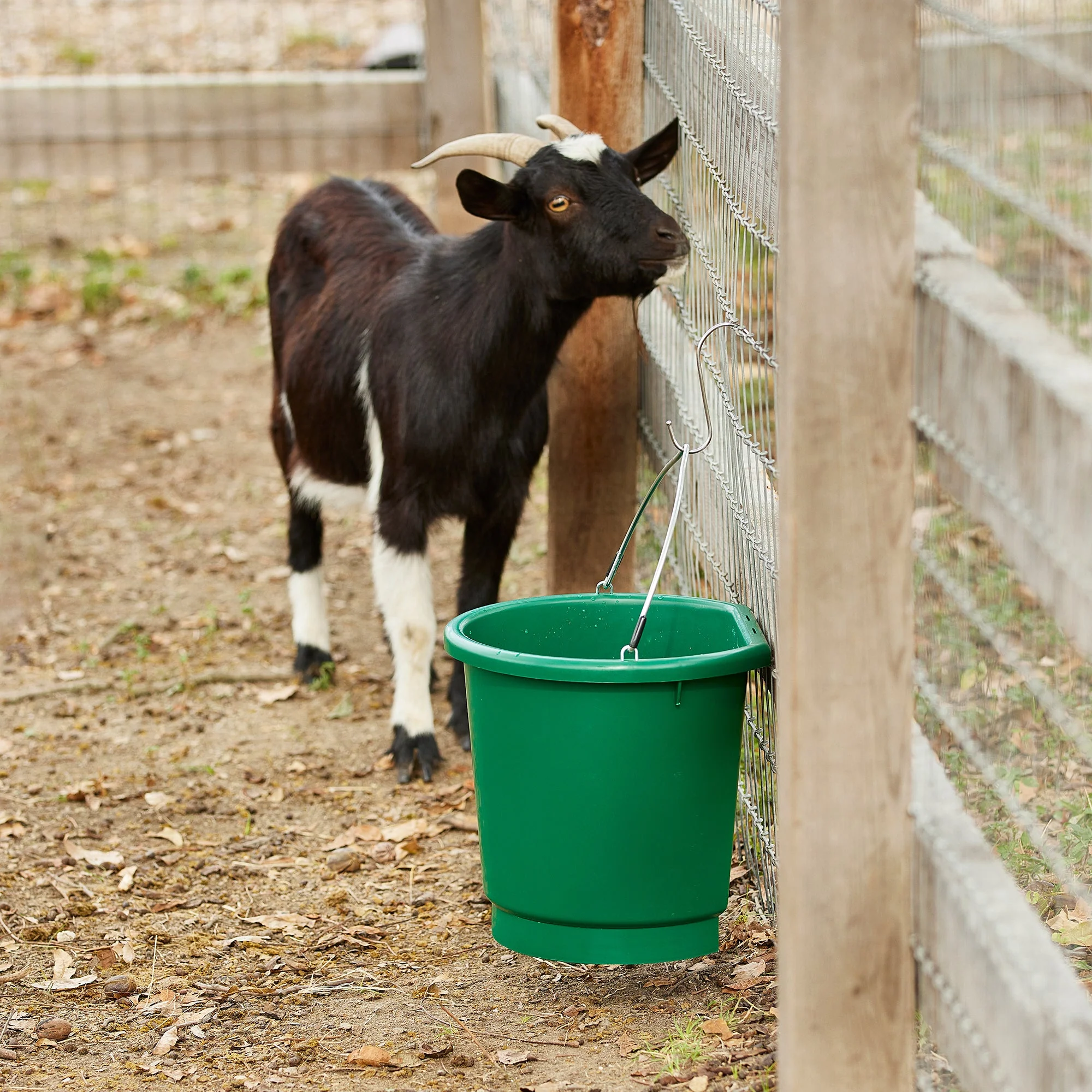 Farm Innovators 3 Gal Flat Back Plastic Heated Bucket, 70 Watt, Green (3 Pack) - Image 5