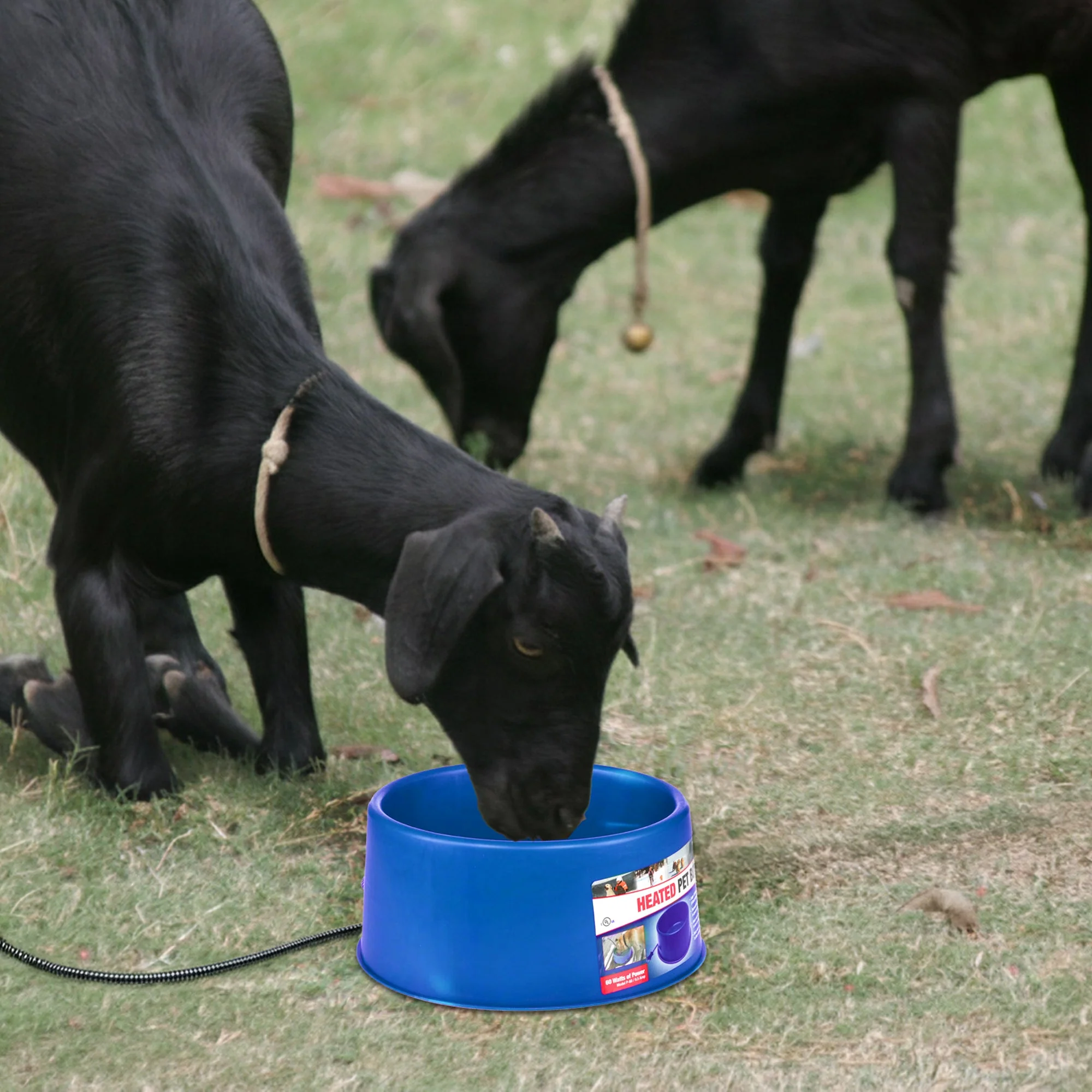 Farm Innovators 60 Watt Premium Plastic Heated Pet Dog and Cat Water Bowl, Blue - Image 4