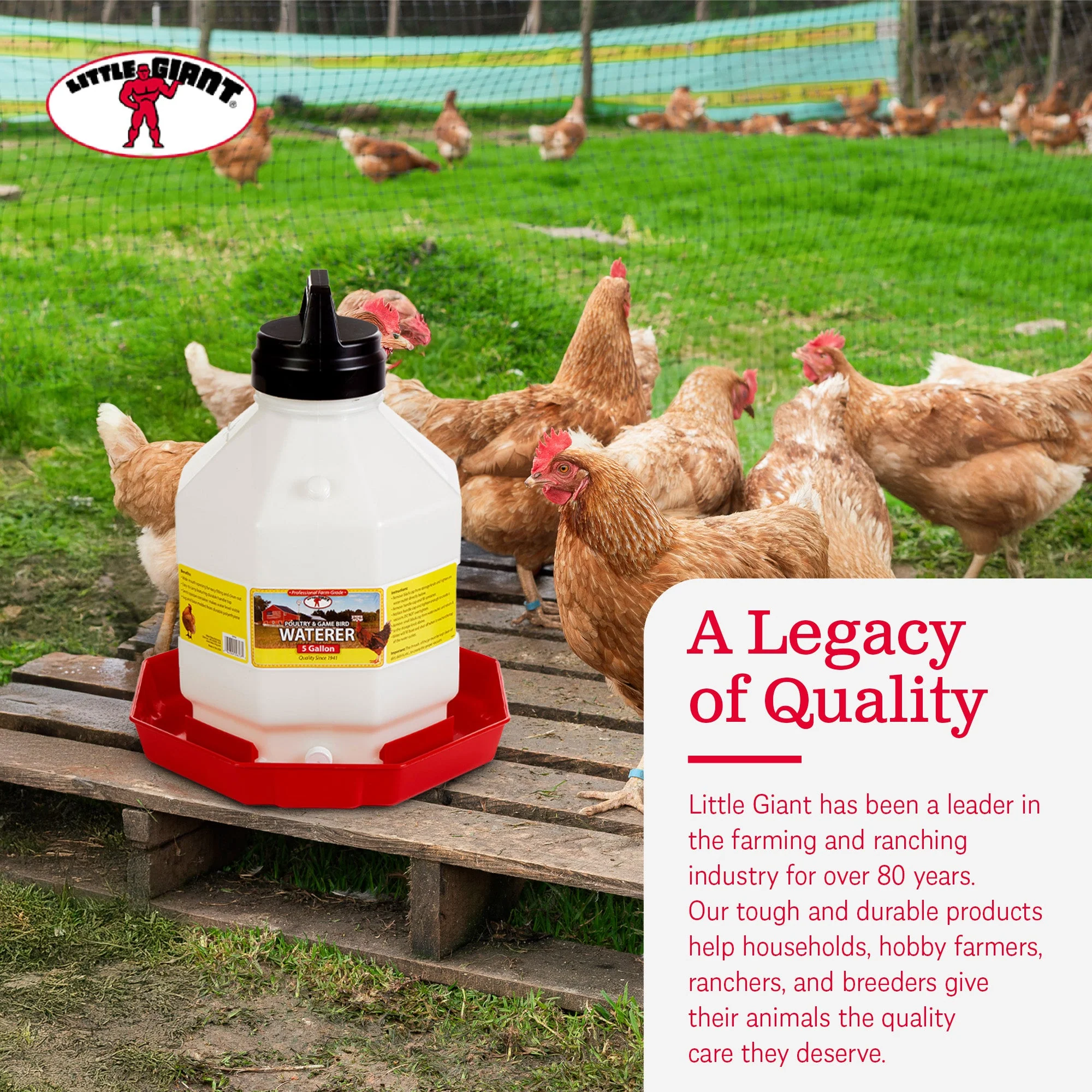 Little Giant PPF5 5 Gallon Capacity Automatic Poultry Waterer for Chickens, Red - Image 6
