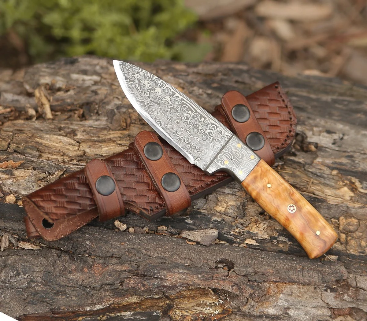 Quantum Camp Knife with Olive Wood Handle - Image 4