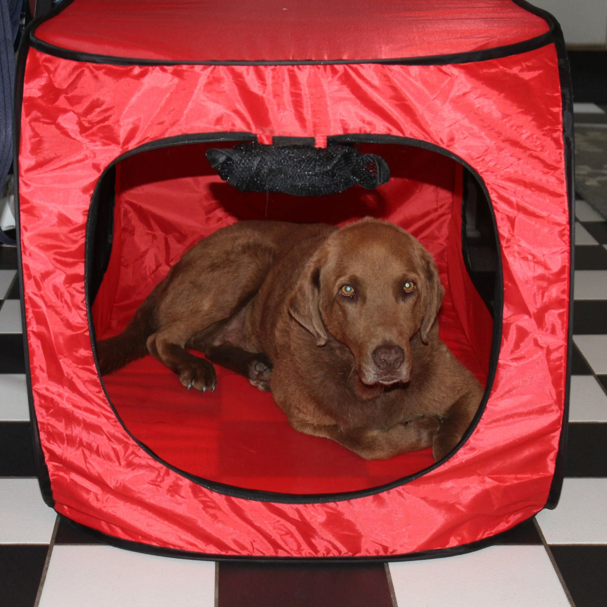 Redmon Pet Partners 41.5 Inch Portable Foldable Pop Up Pet Crate, X-Large, Red - Image 5