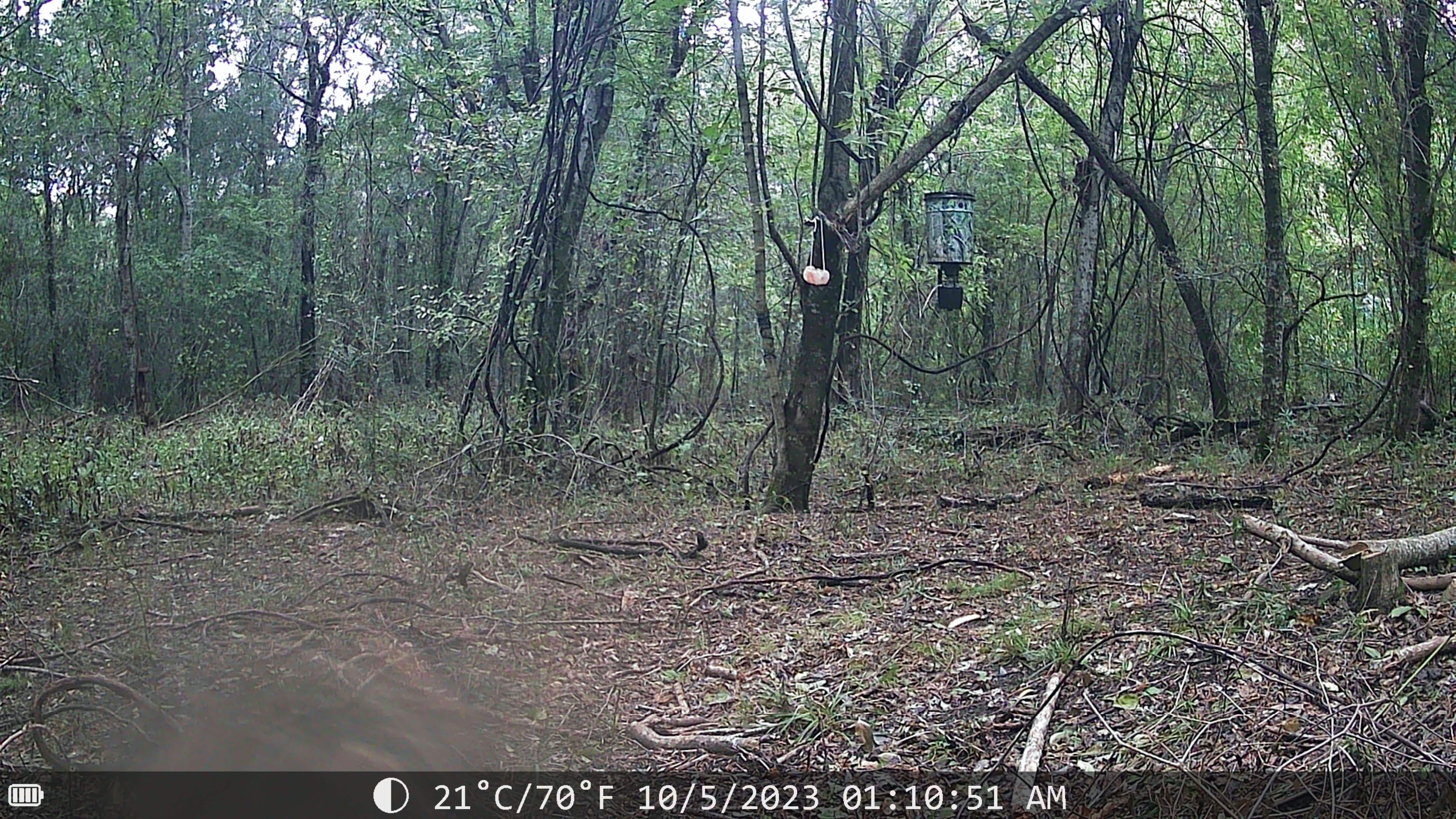 Sentinel Night Vision Trail Camera - Image 6