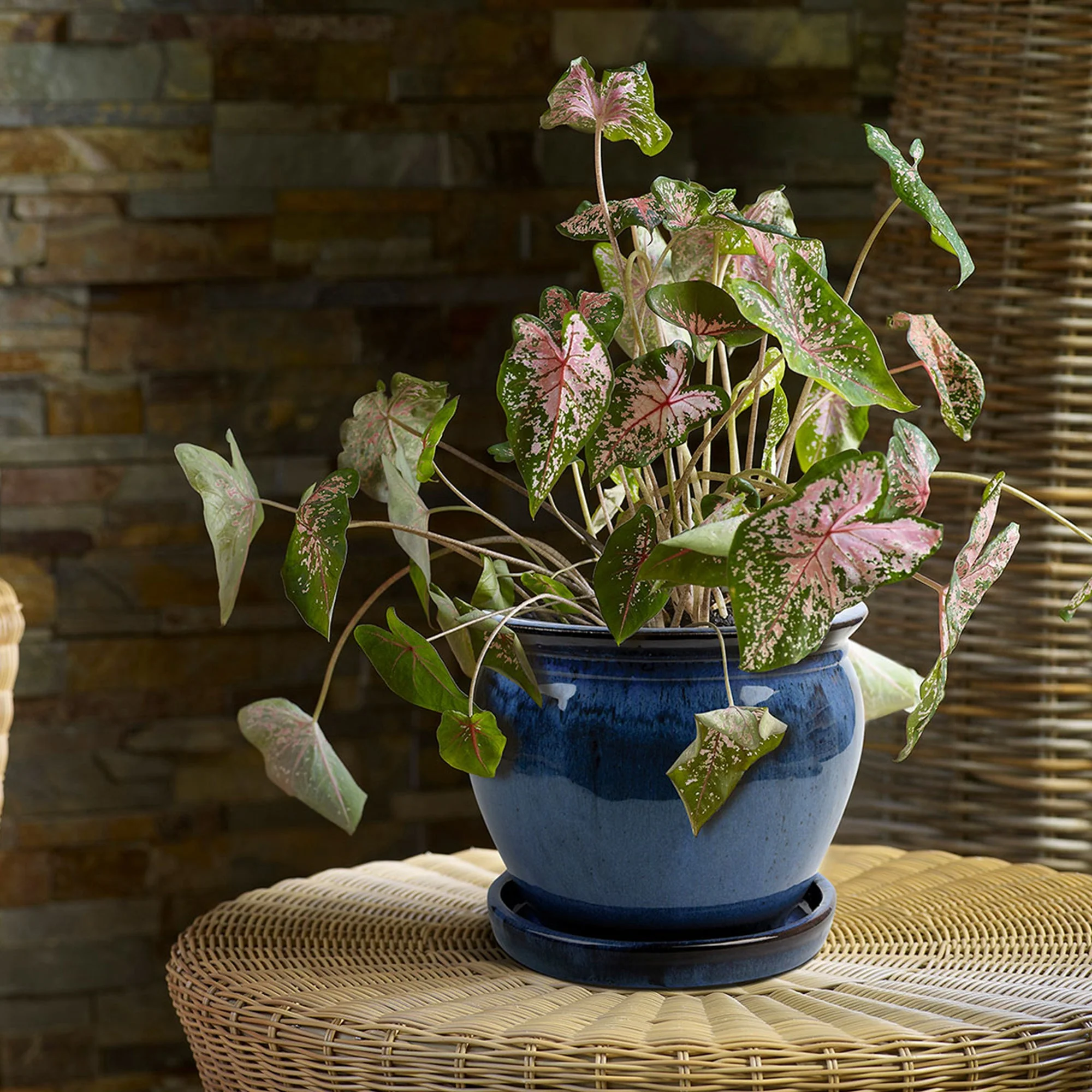 Southern Patio Wisteria 12 Inch Diameter Ceramic Planter Pot with Saucer, Blue - Image 9