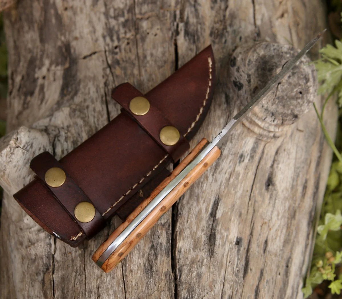 Spectral Field Dressing Knife with Olive Wood Handle - Image 7