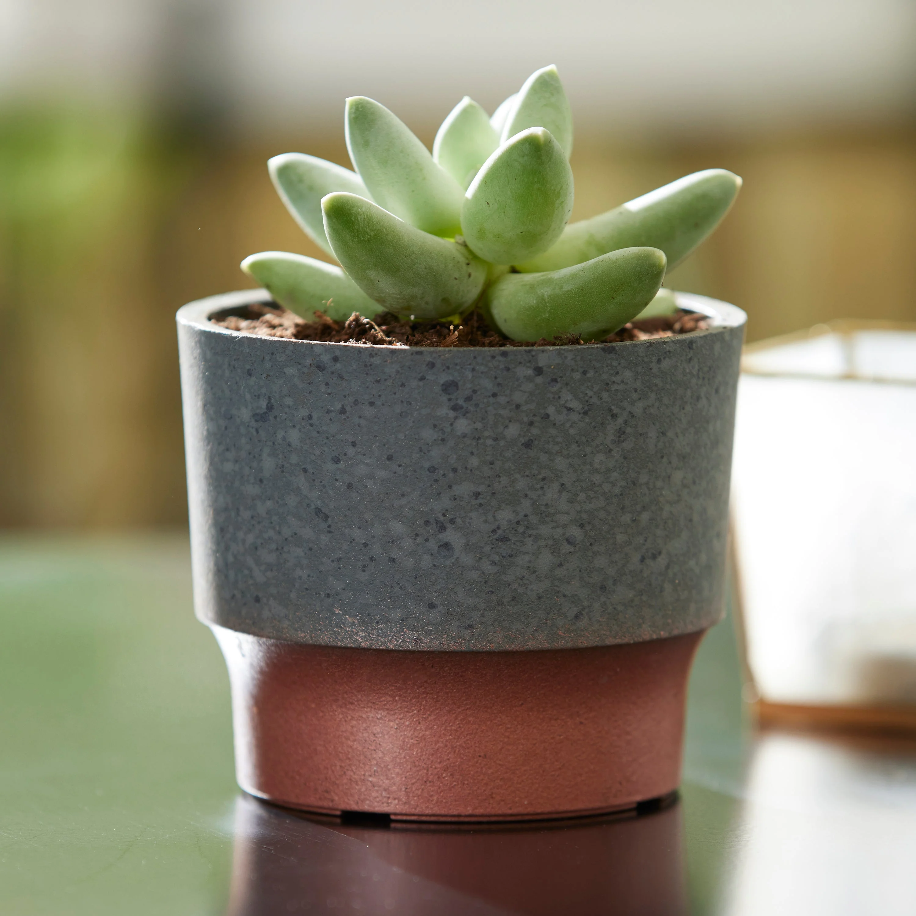 The HC Companies 3in Sprite Succulent Planter Pot, Faux Concrete Copper (2 Pack) - Image 6