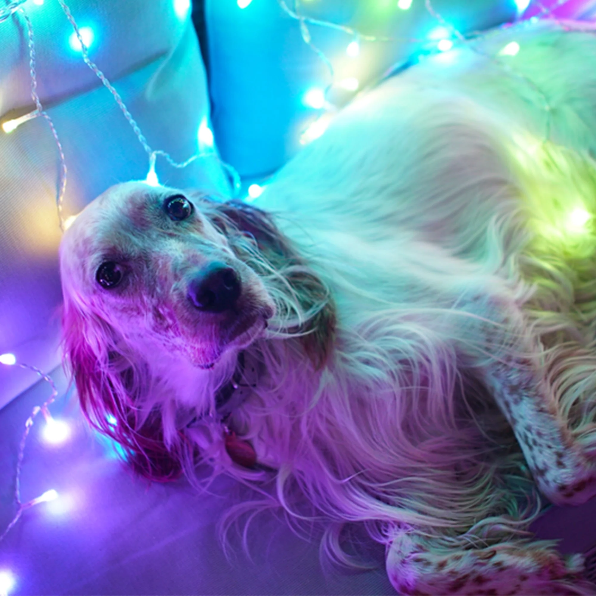 Twinkly Curtain App-Controlled Smart LED Christmas Lights 210 RGB Multicolor - Image 11