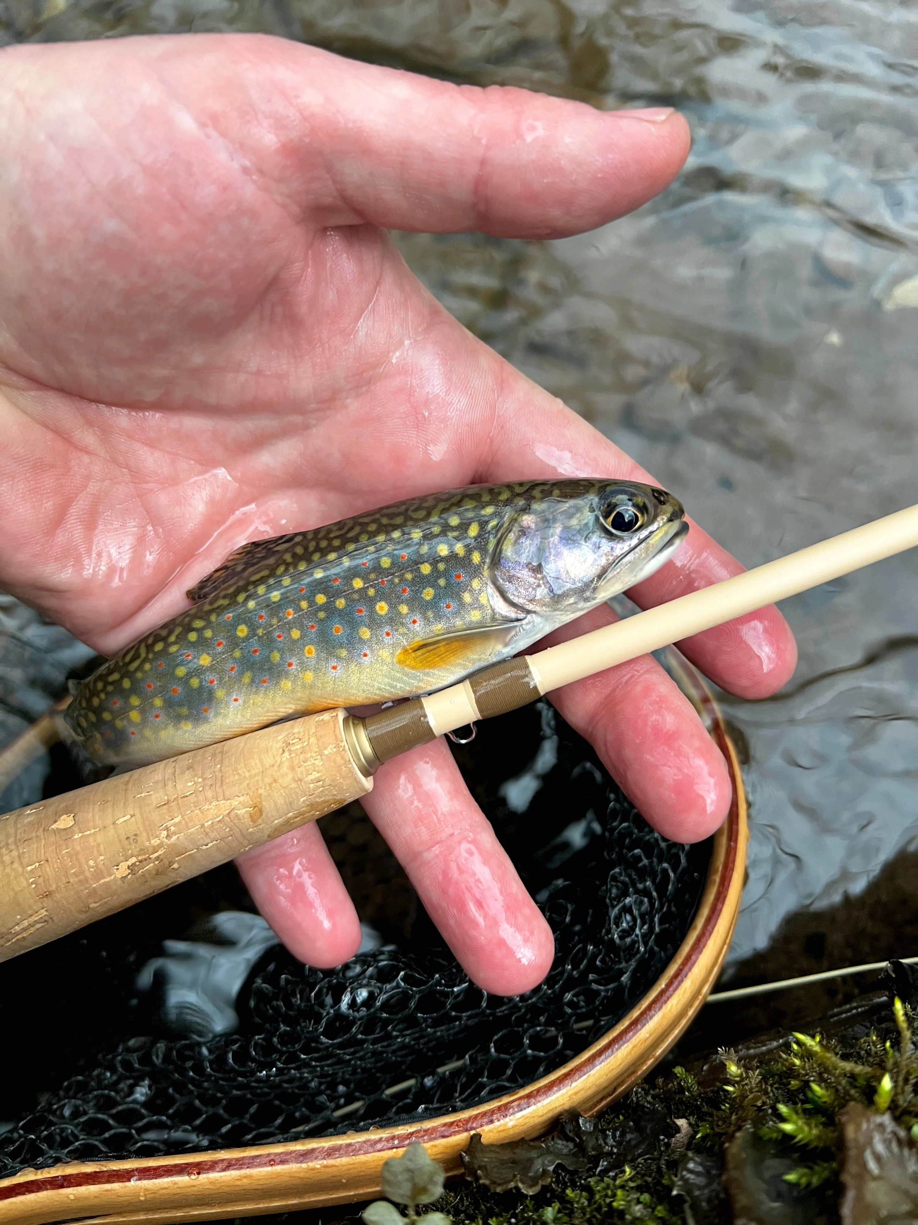 WLR Fly Rod - Image 4